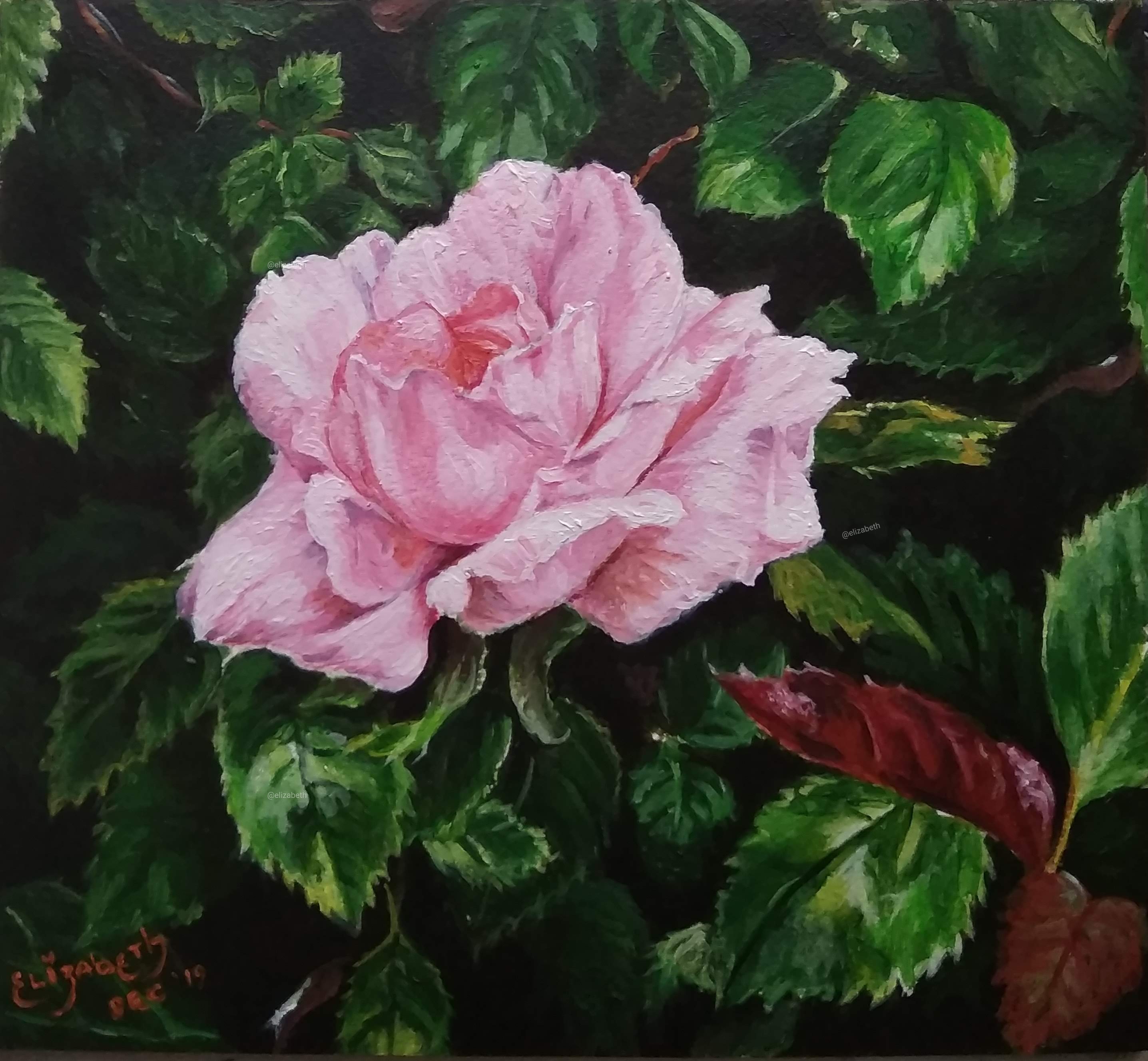 The Pink Rose